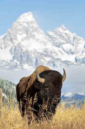 Try Bison Meat for Great Taste and Better Health